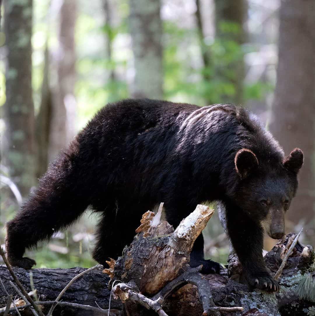 How Do Bears Climb Trees So Fast?1
