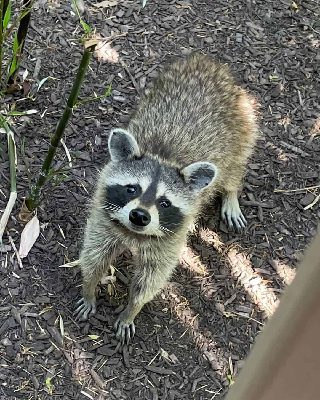 How-Many-Fingers-Do-Raccoons-Have1