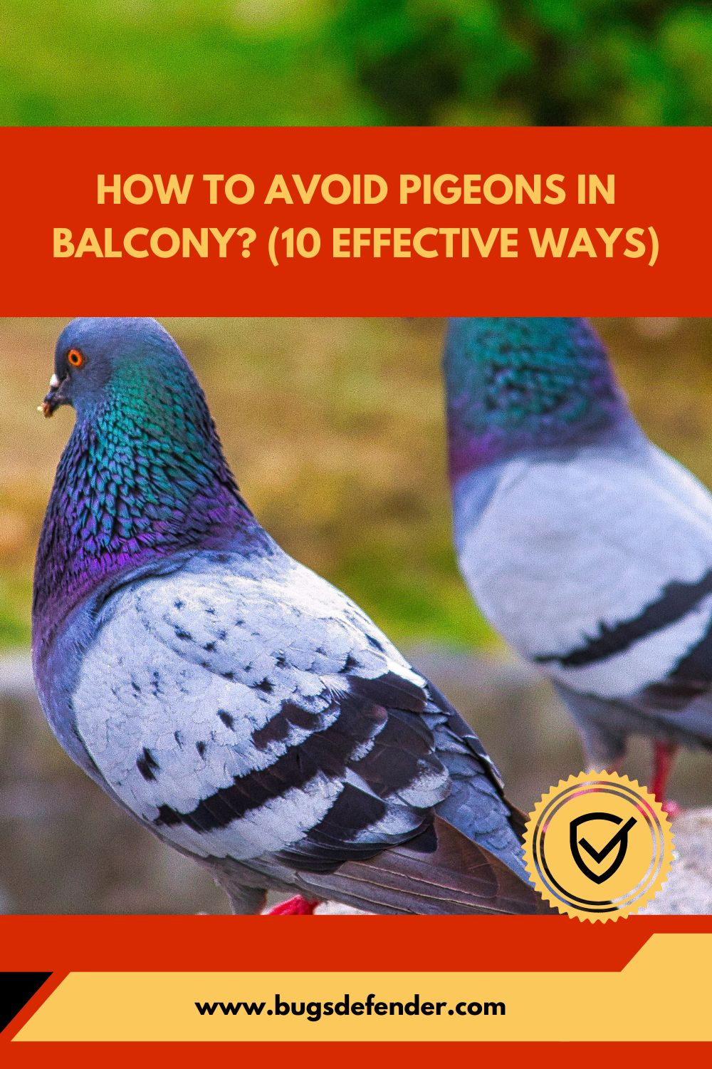 How To Avoid Pigeons In Balcony (10 Effective Ways) pin1