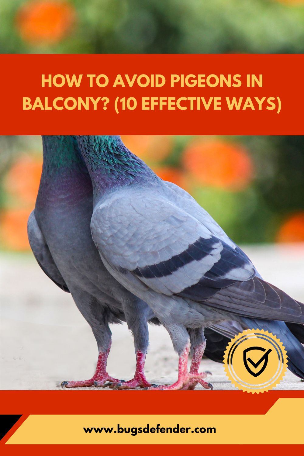 How To Avoid Pigeons In Balcony (10 Effective Ways) pin2