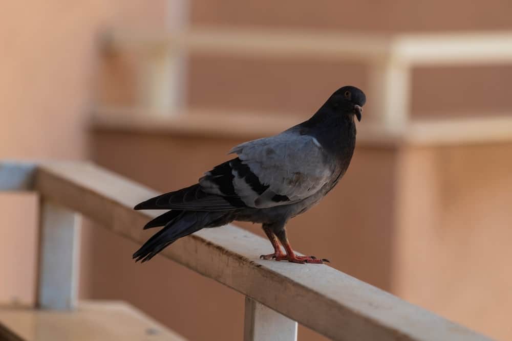 How To Avoid Pigeons In Balcony