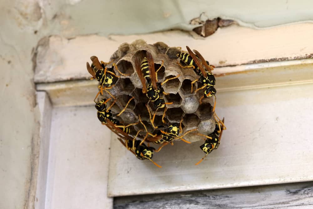 How To Get Rid Of A Wasp Nest Without Getting Stung
