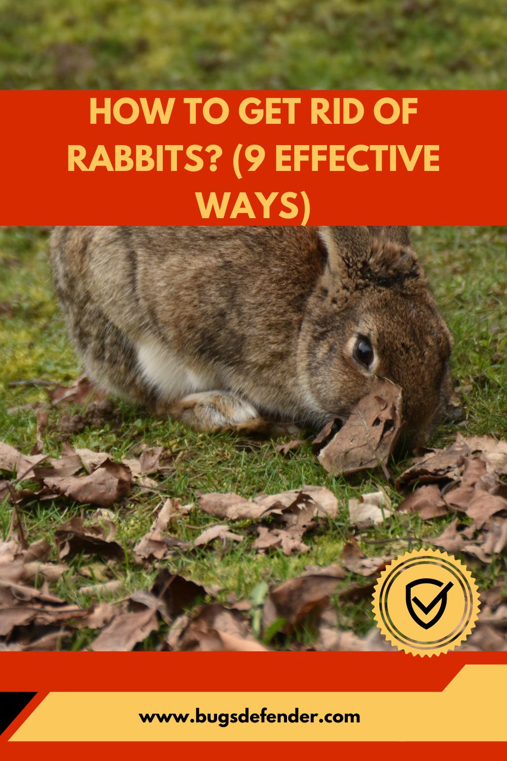 How To Get Rid Of Rabbits? (9 Effective Ways) pin1