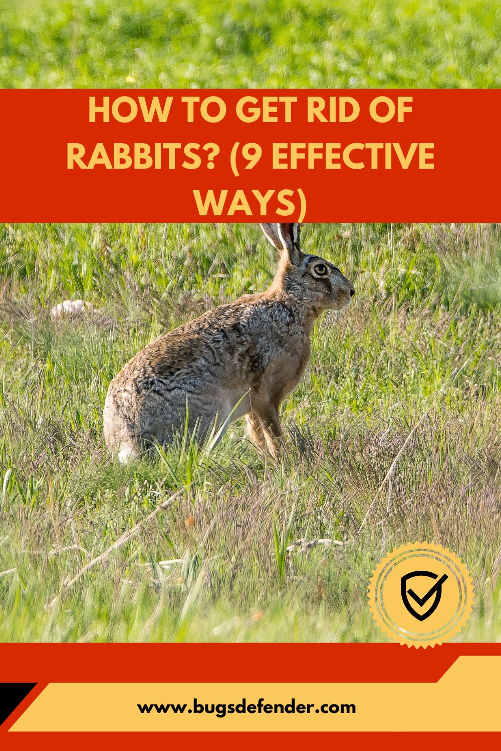 How To Get Rid Of Rabbits? (9 Effective Ways) pin2