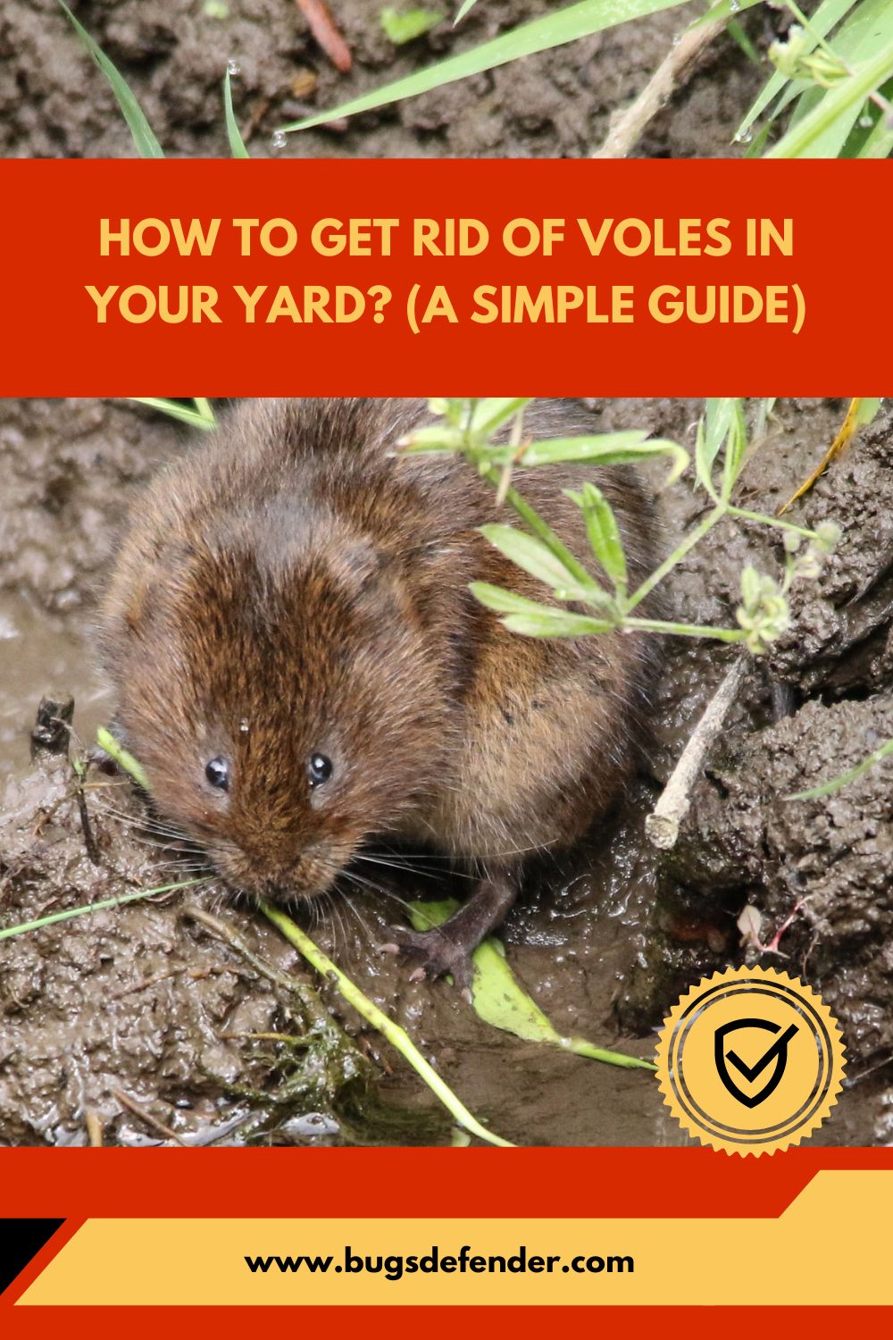 How To Get Rid Of Voles In Your Yard (A Simple Guide) pin1