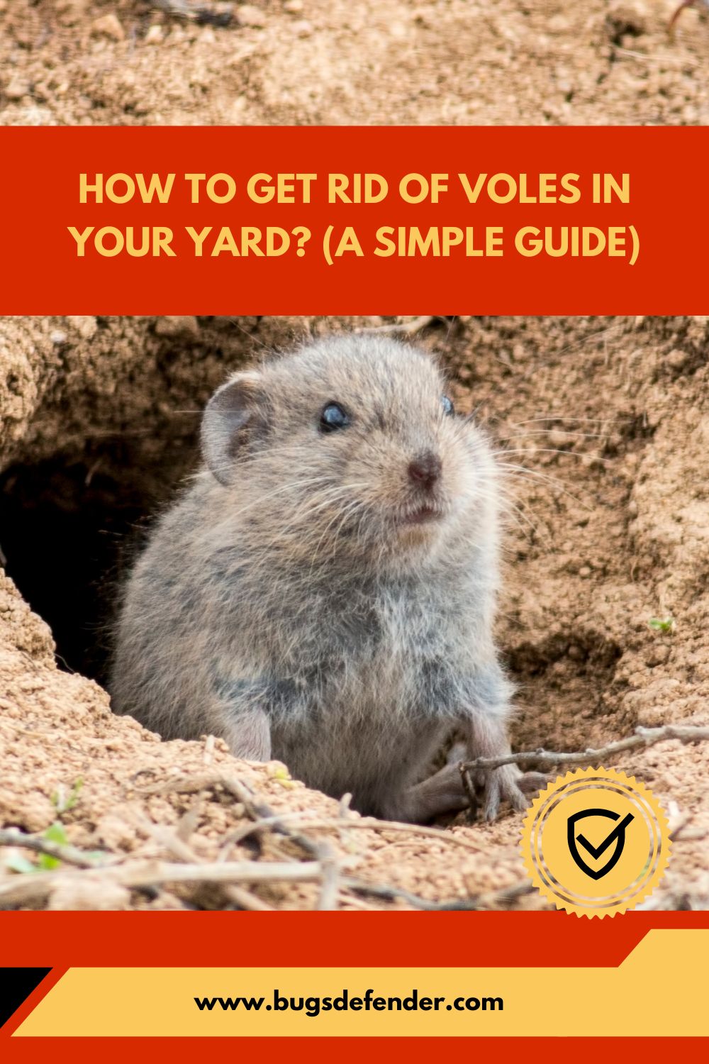 How To Get Rid Of Voles In Your Yard (A Simple Guide) pin2