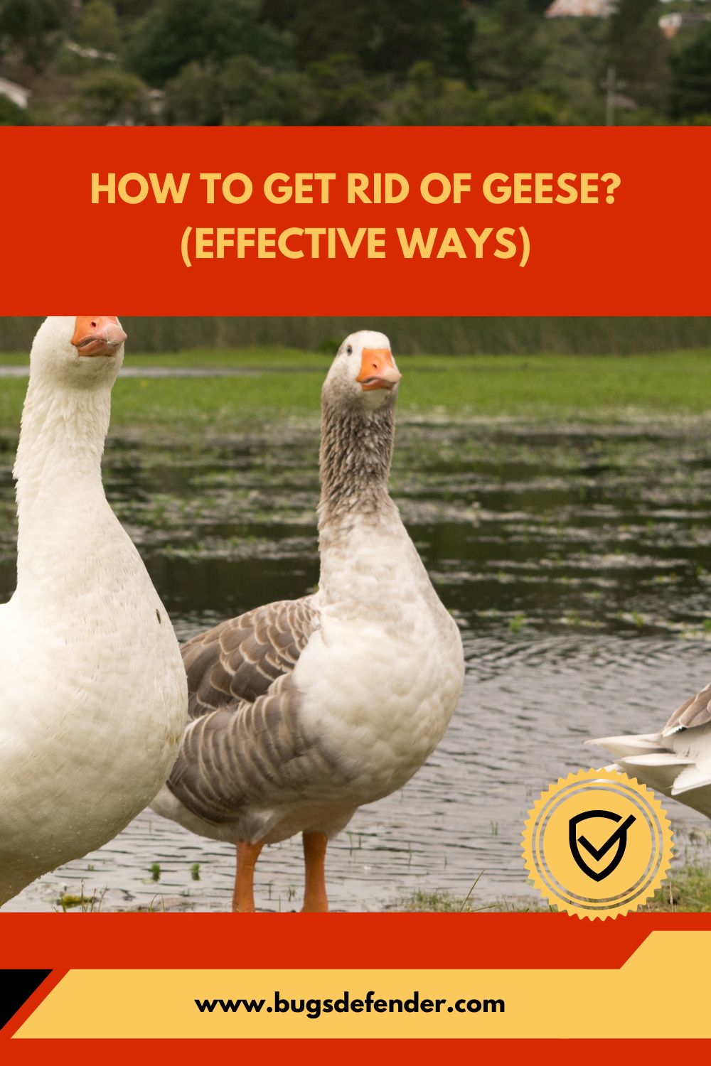 How To Get Rid of Geese (Effective Ways) pin1