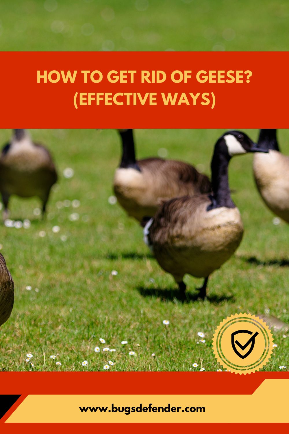 How To Get Rid of Geese (Effective Ways) pin2