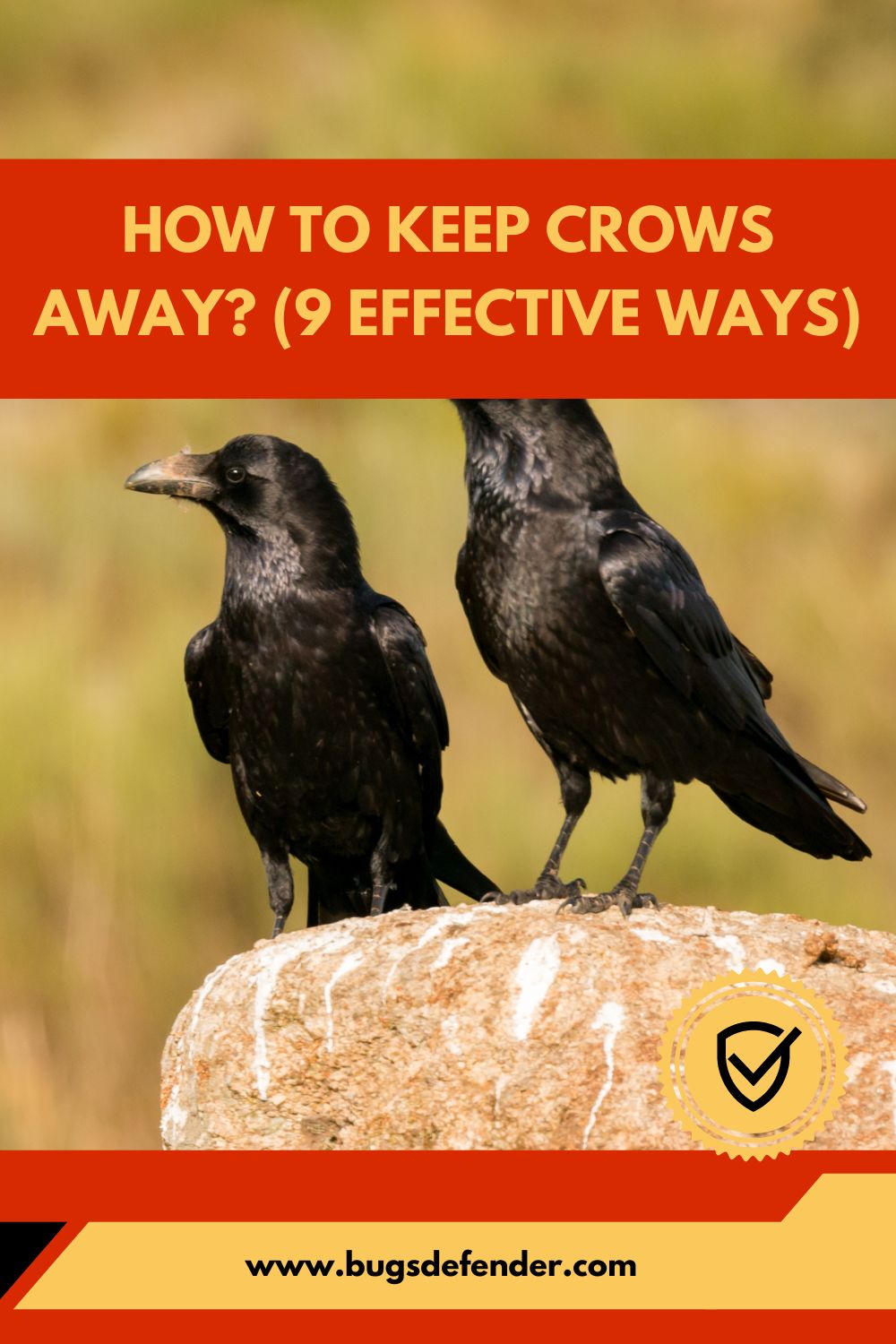 How To Keep Crows Away? (9 Effective Ways) pin1