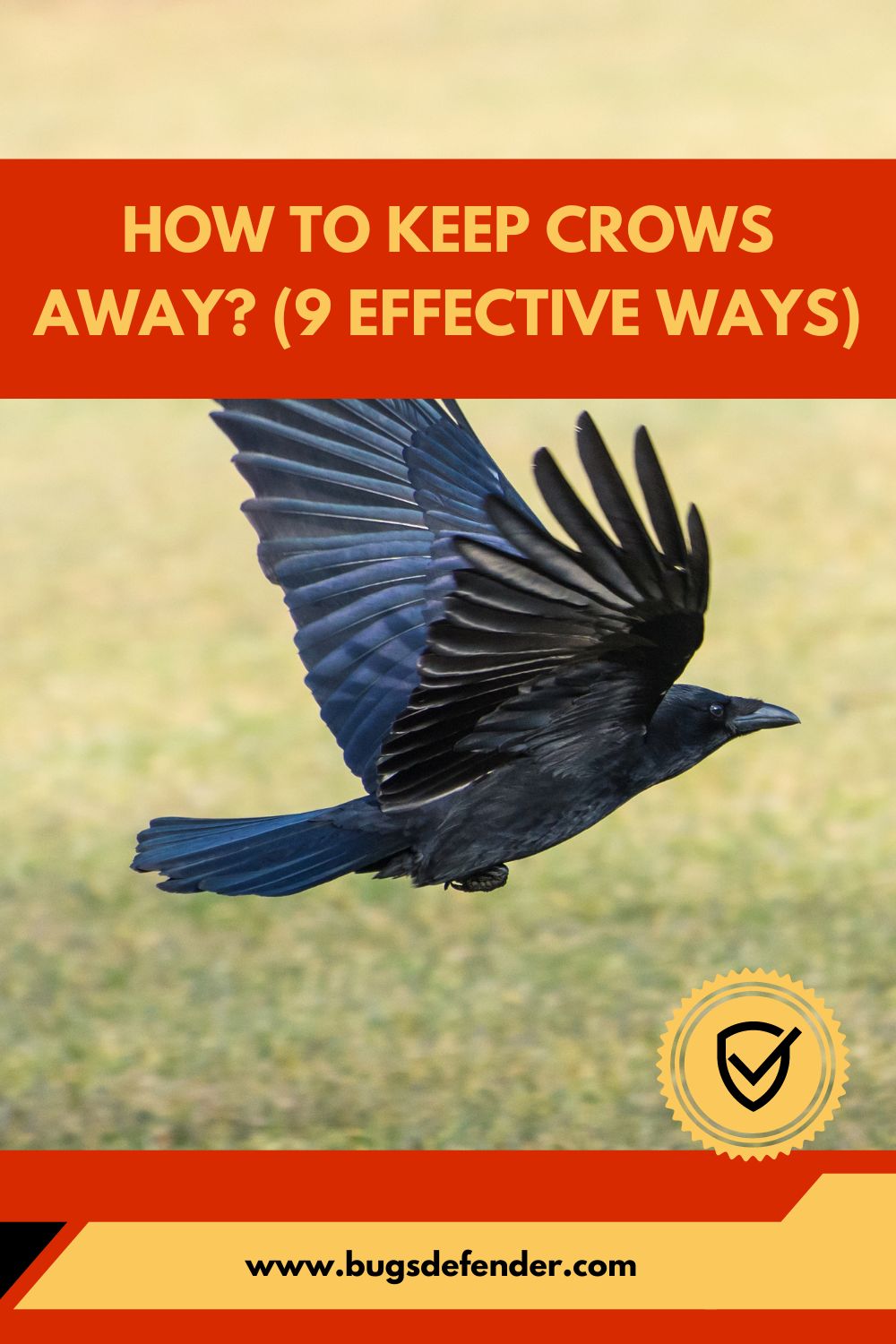 How To Keep Crows Away? (9 Effective Ways) pin2