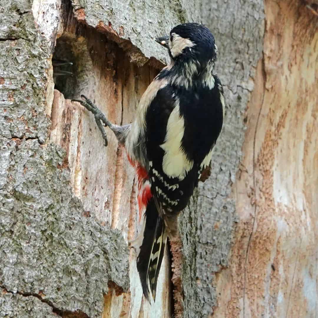 How Woodpeckers Can Damage Your Home 1