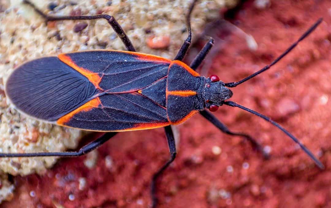 How and When to Use Smells to Deter Boxelder Bugs 1