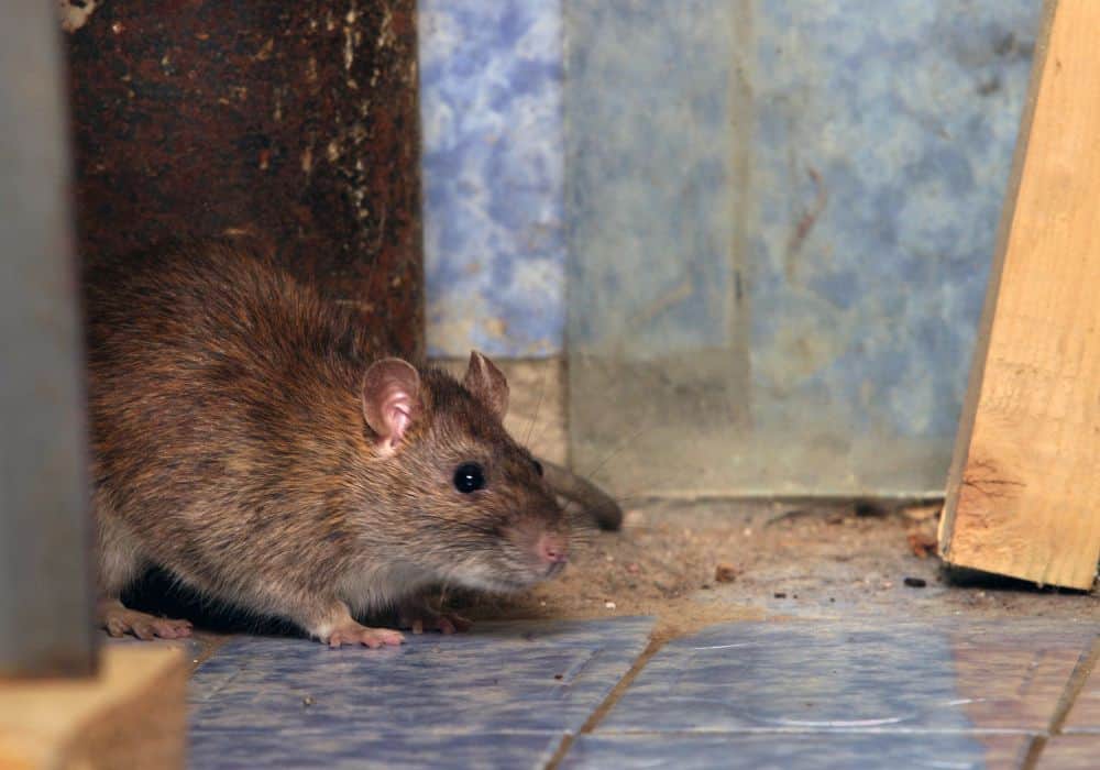 How to Get Rid of Rats with Black Pepper?1