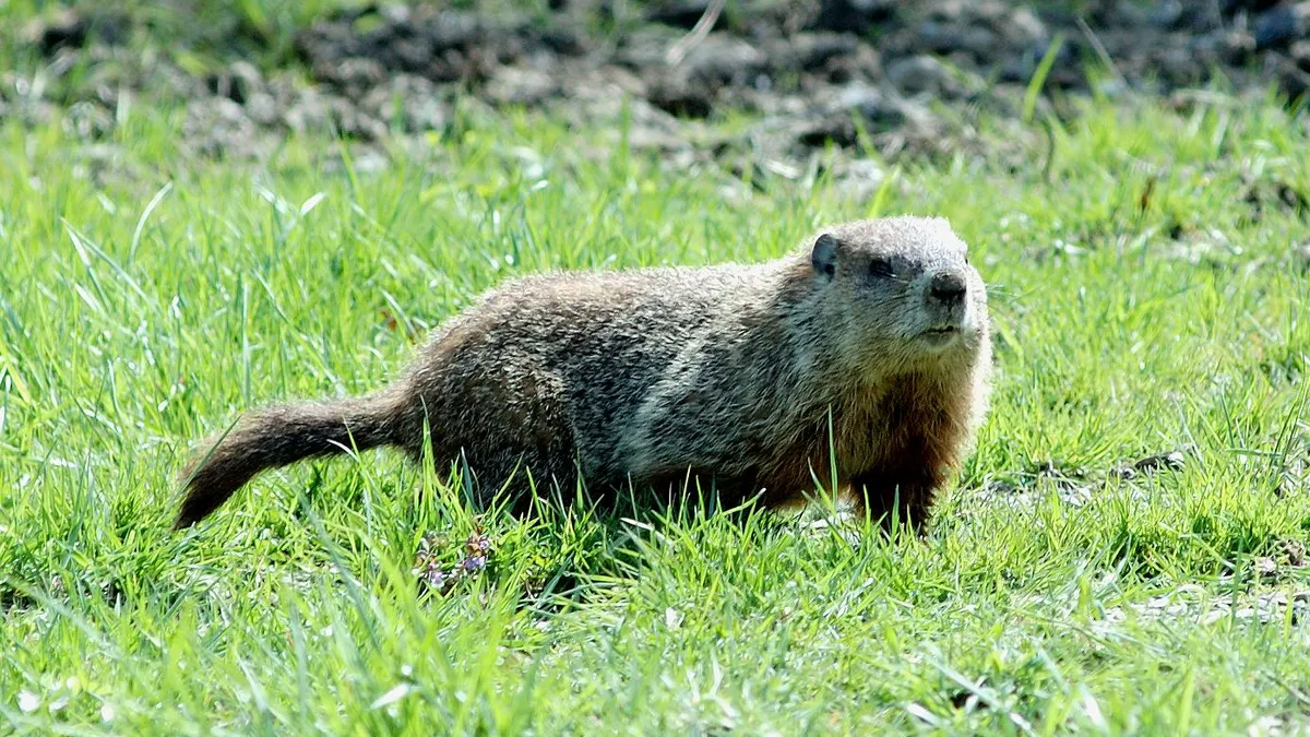 How-to-Get-Rid-of-Woodchucks-or-Groundhogs1