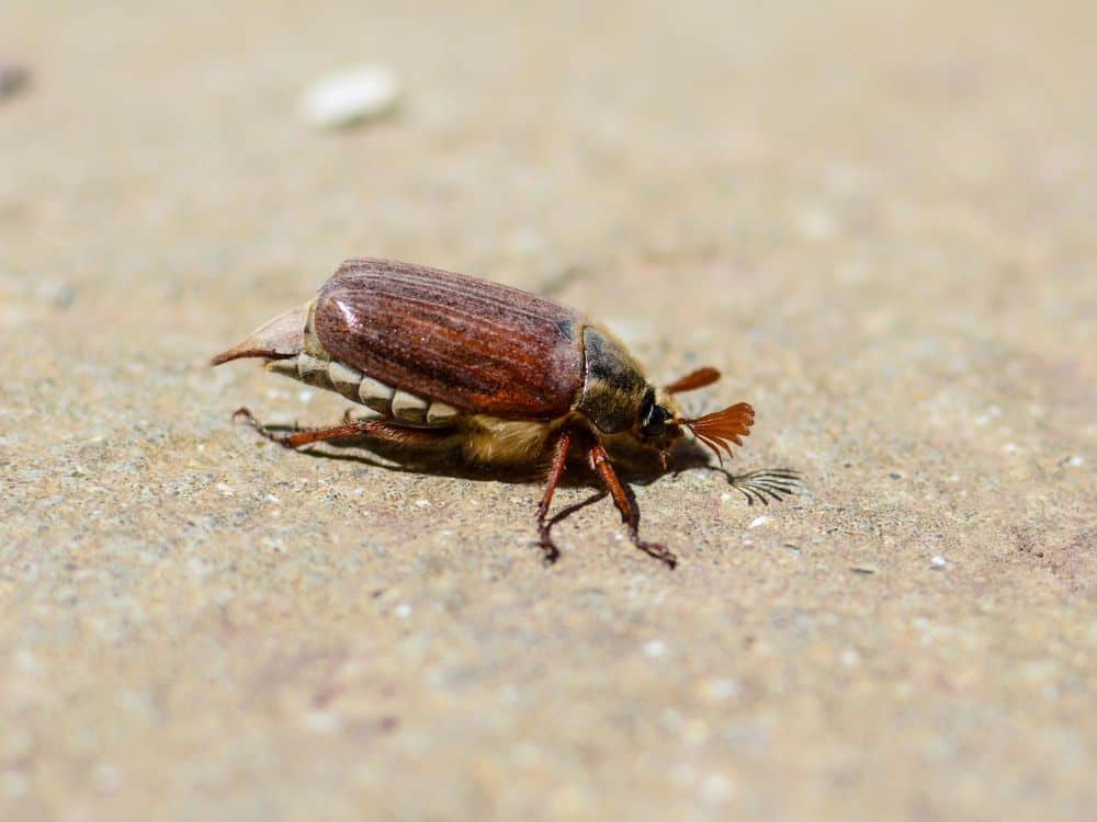 June bugs, Box elder bugs, and other seasonal invaders 1