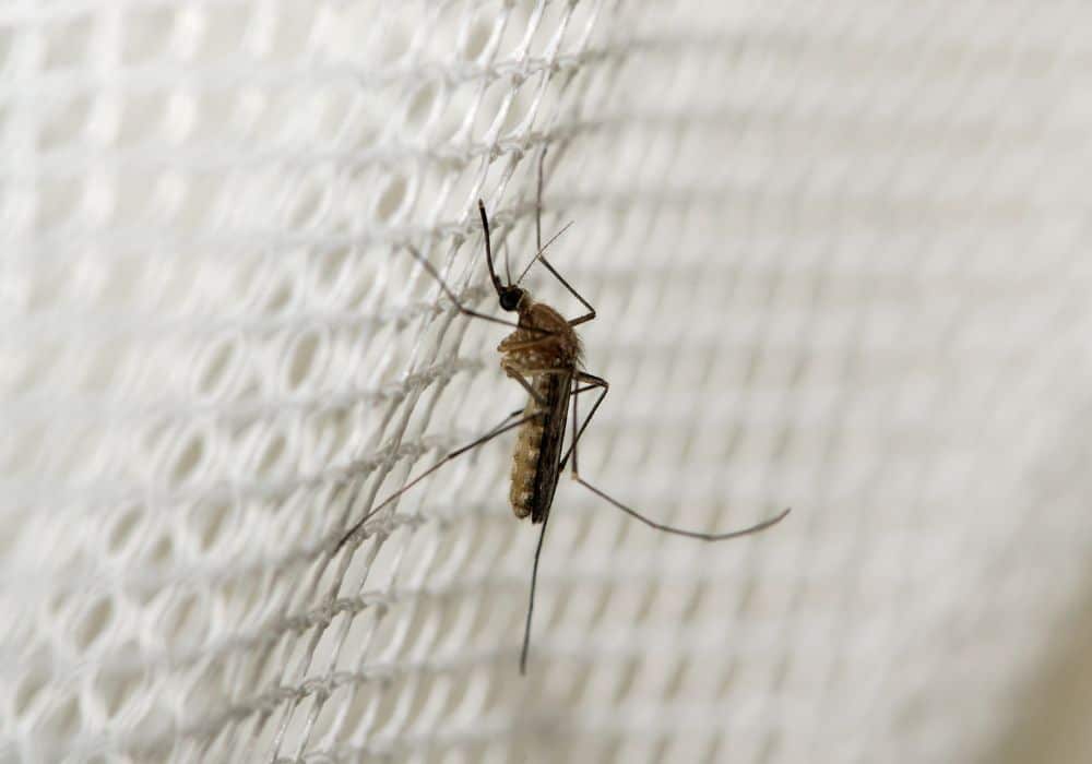 Mosquito Trap 1