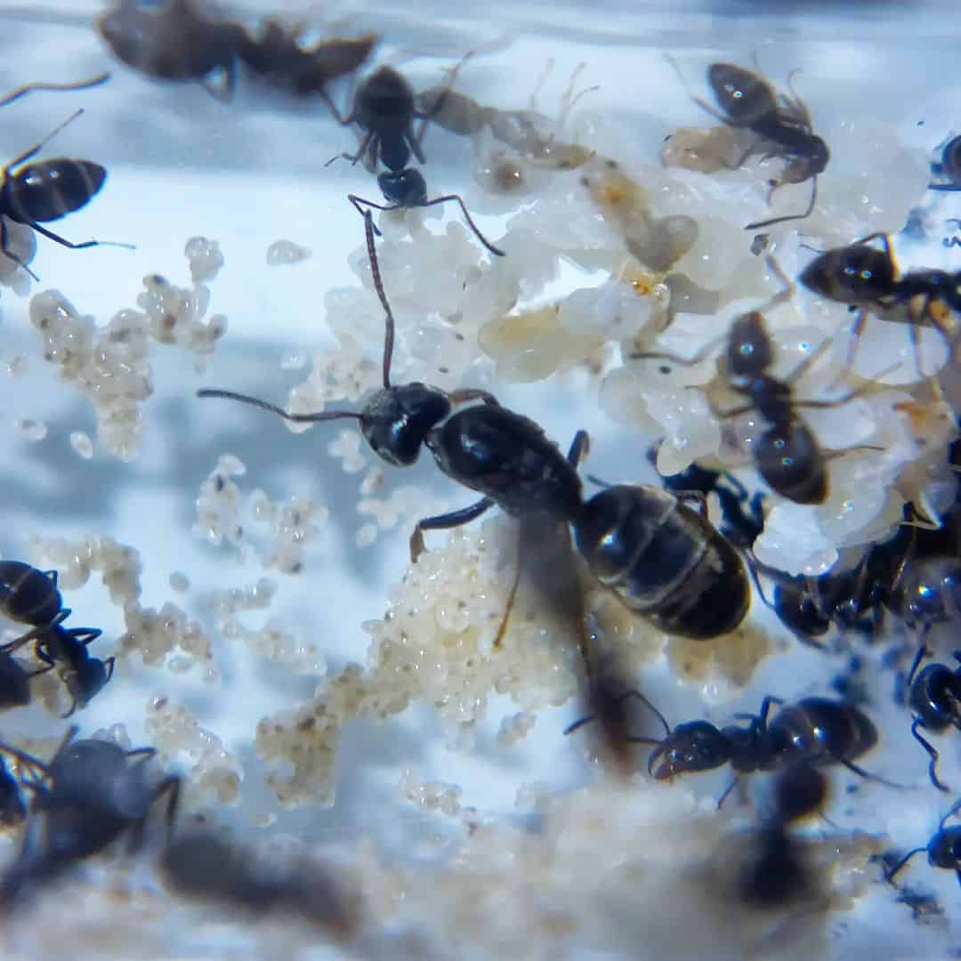 Odorous House Ants 1