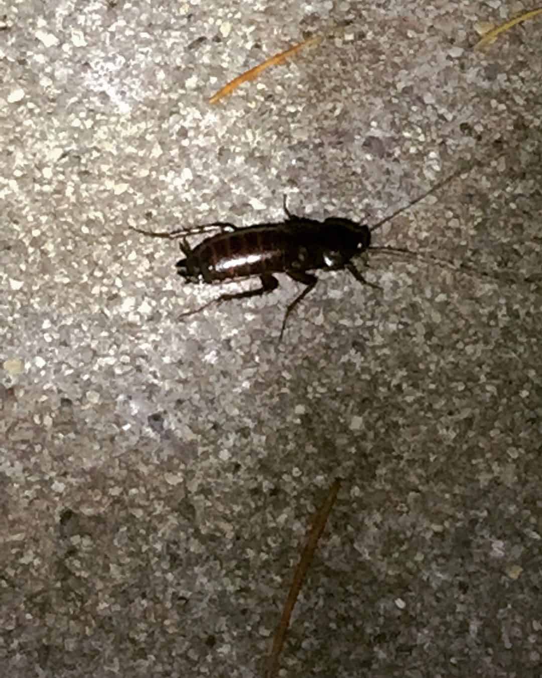 Oriental Cockroach 1