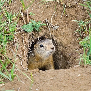 Other Effective Ways to Keep Gophers Away1