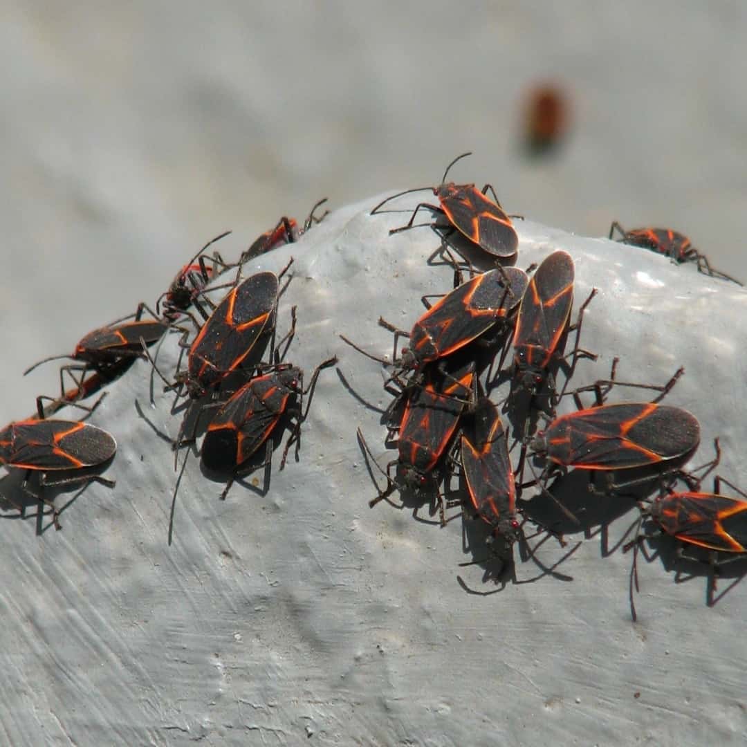 Other Methods for Getting Rid of Boxelder Bugs 1