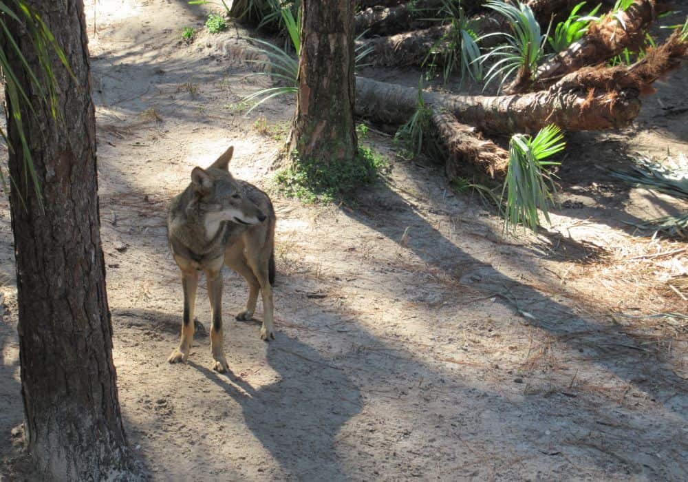 Other-Ways-to-Deter-Coyotes-From-Your-Property1