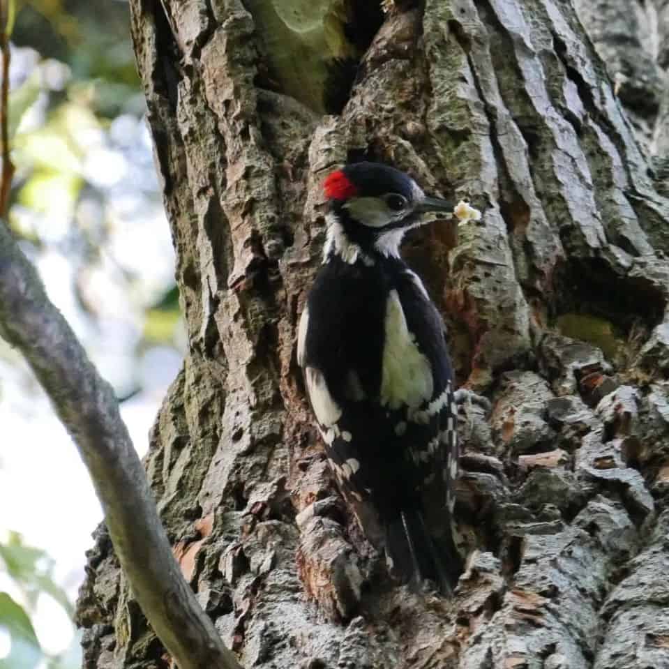 Other Woodpecker Deterrents That Can Help 1