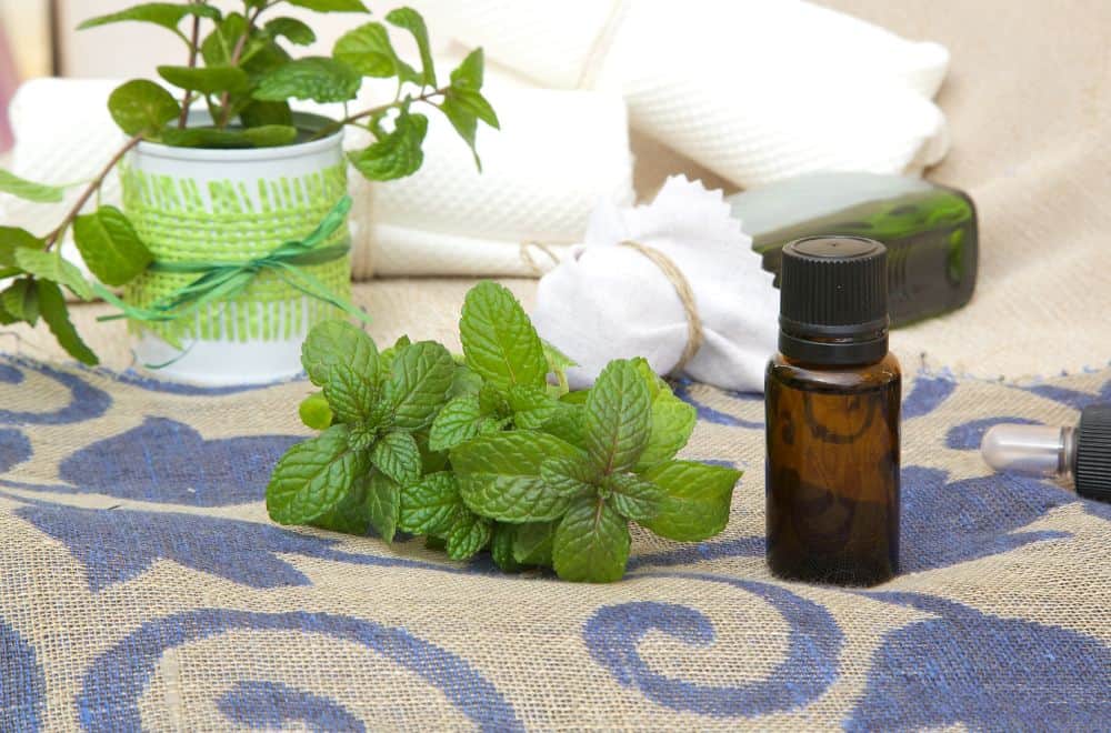 Peppermint-essential-oil11