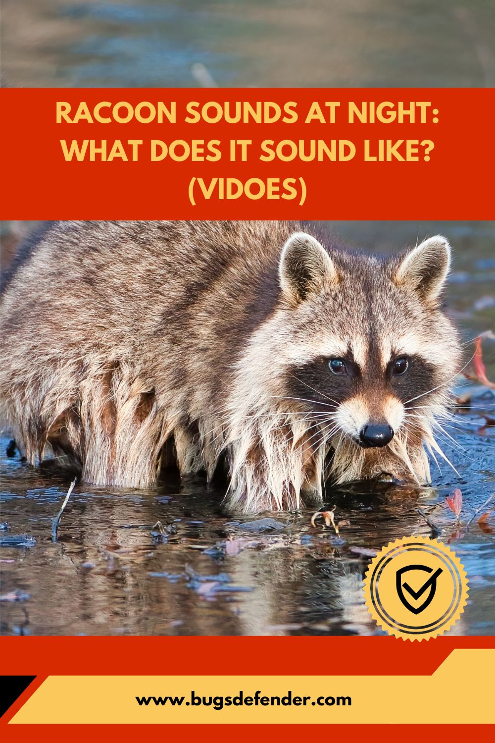 Racoon Sounds At Night What Does it Sound like (Vidoes) pin1