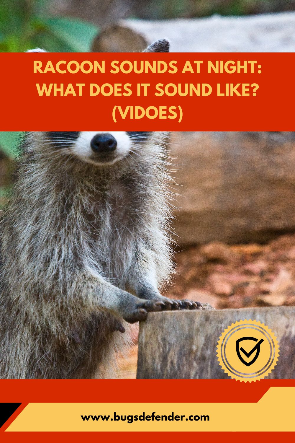 Racoon Sounds At Night What Does it Sound like (Vidoes) pin2