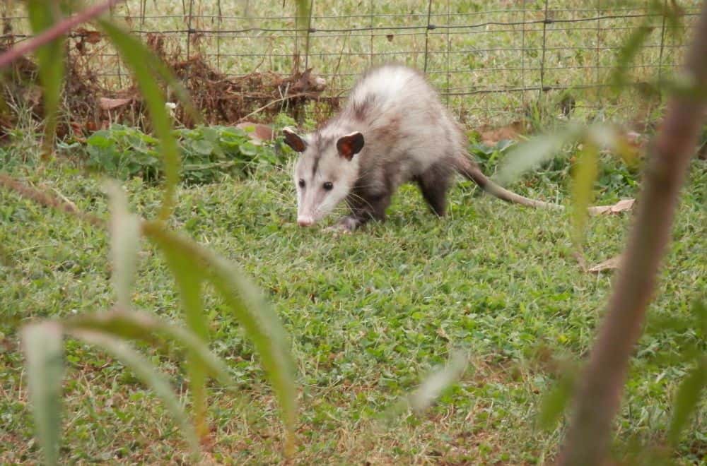 Reasons-to-Repel-Opossums1
