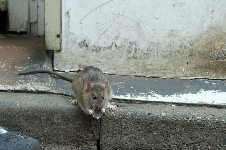 Rodents and other Wildlife 1