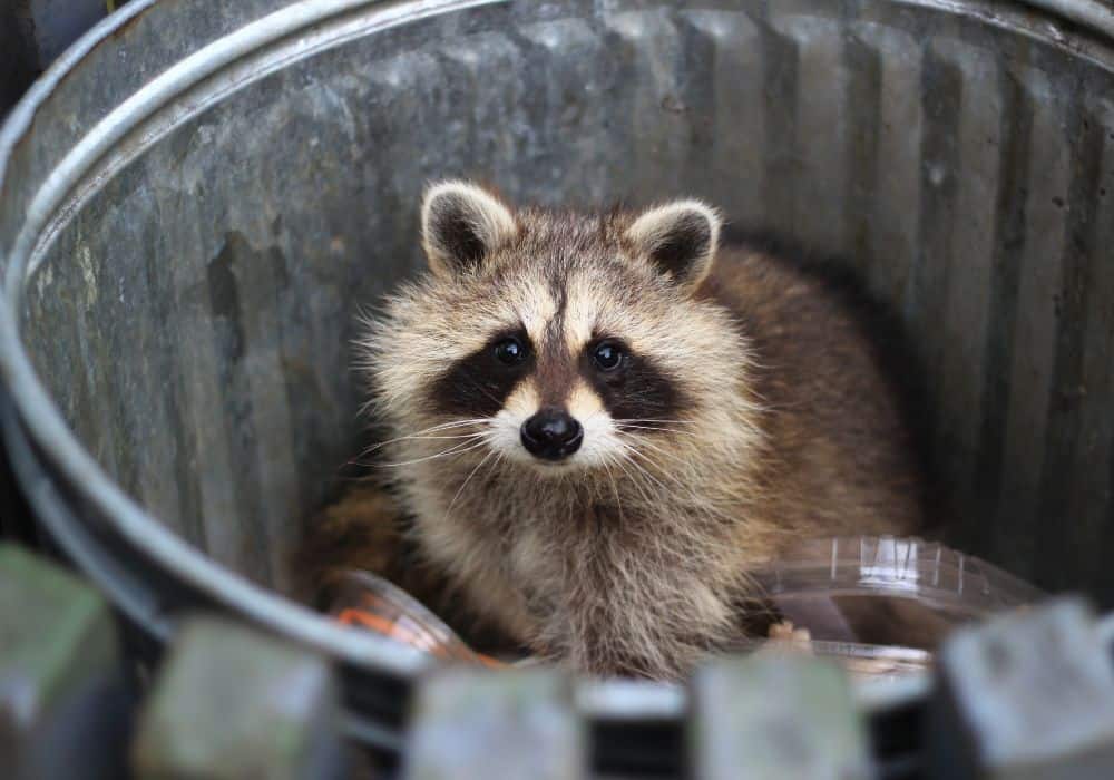 So-why-do-raccoons-eat-stuff-out-of-garbage-bins1
