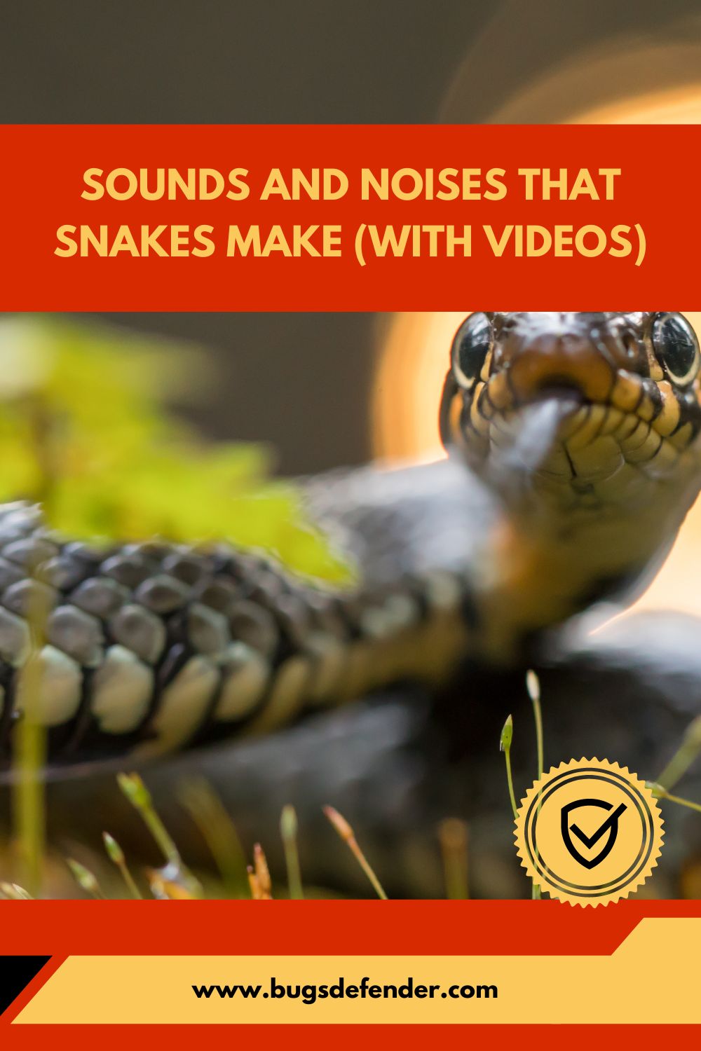 Sounds and Noises That Snakes Make pin1