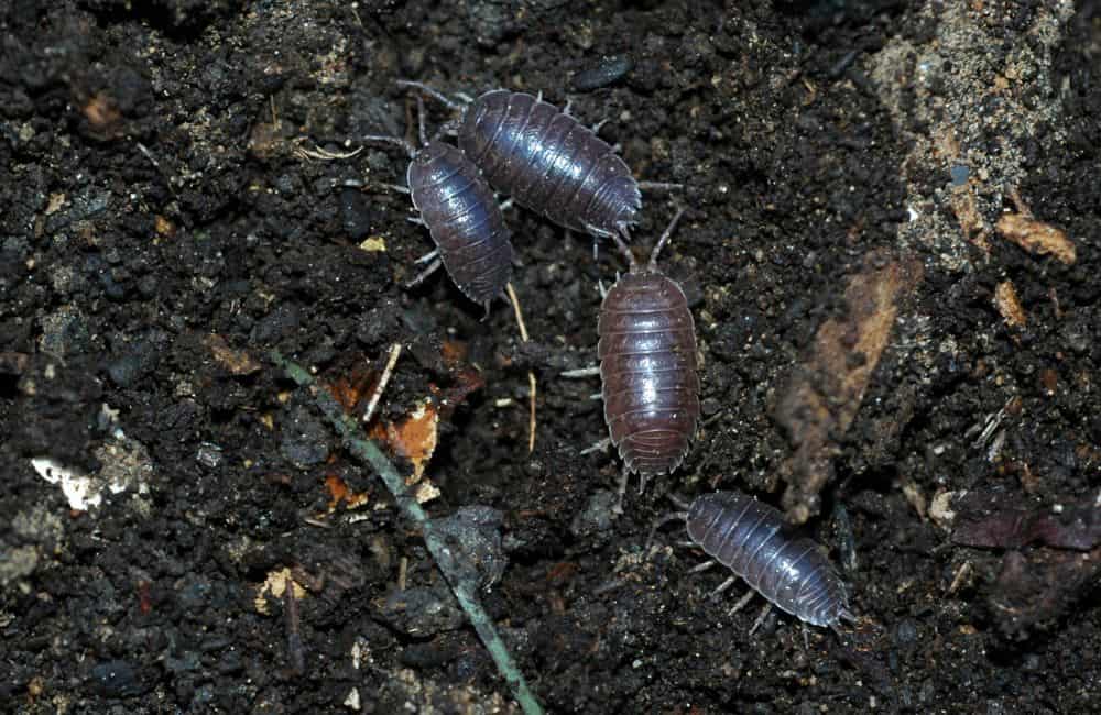 Sowbugs, Centipedes, and Millipedes1