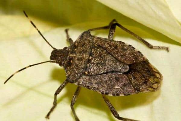 Stink bugs and various beetles1