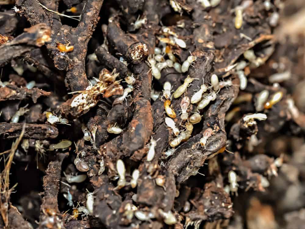 Subterranean termites 1
