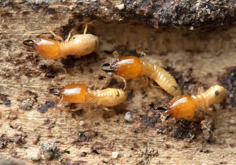 Termite 1