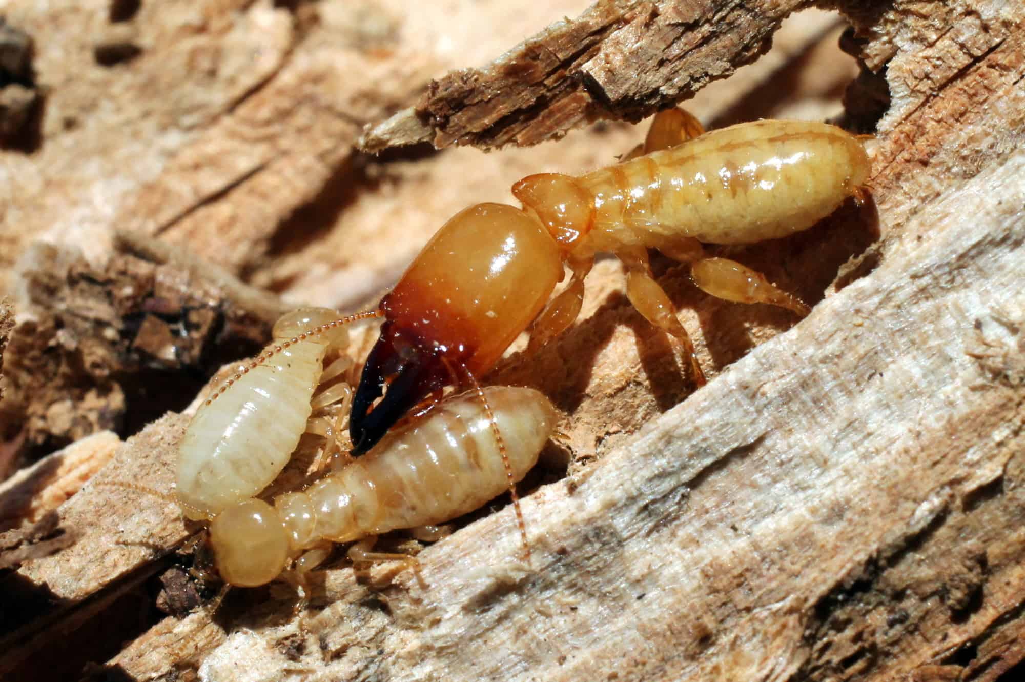 Termites 1