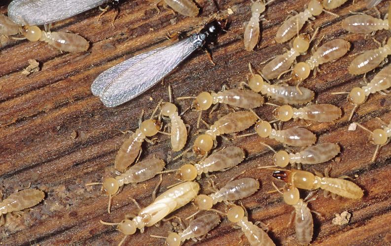 Termites1