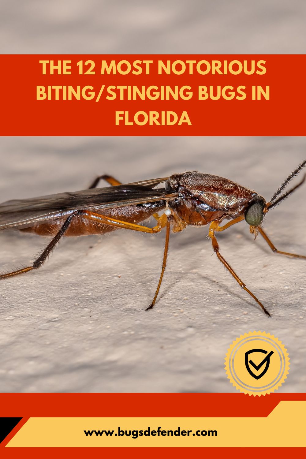 The 12 Most Notorious Biting:Stinging Bugs In Florida pin2