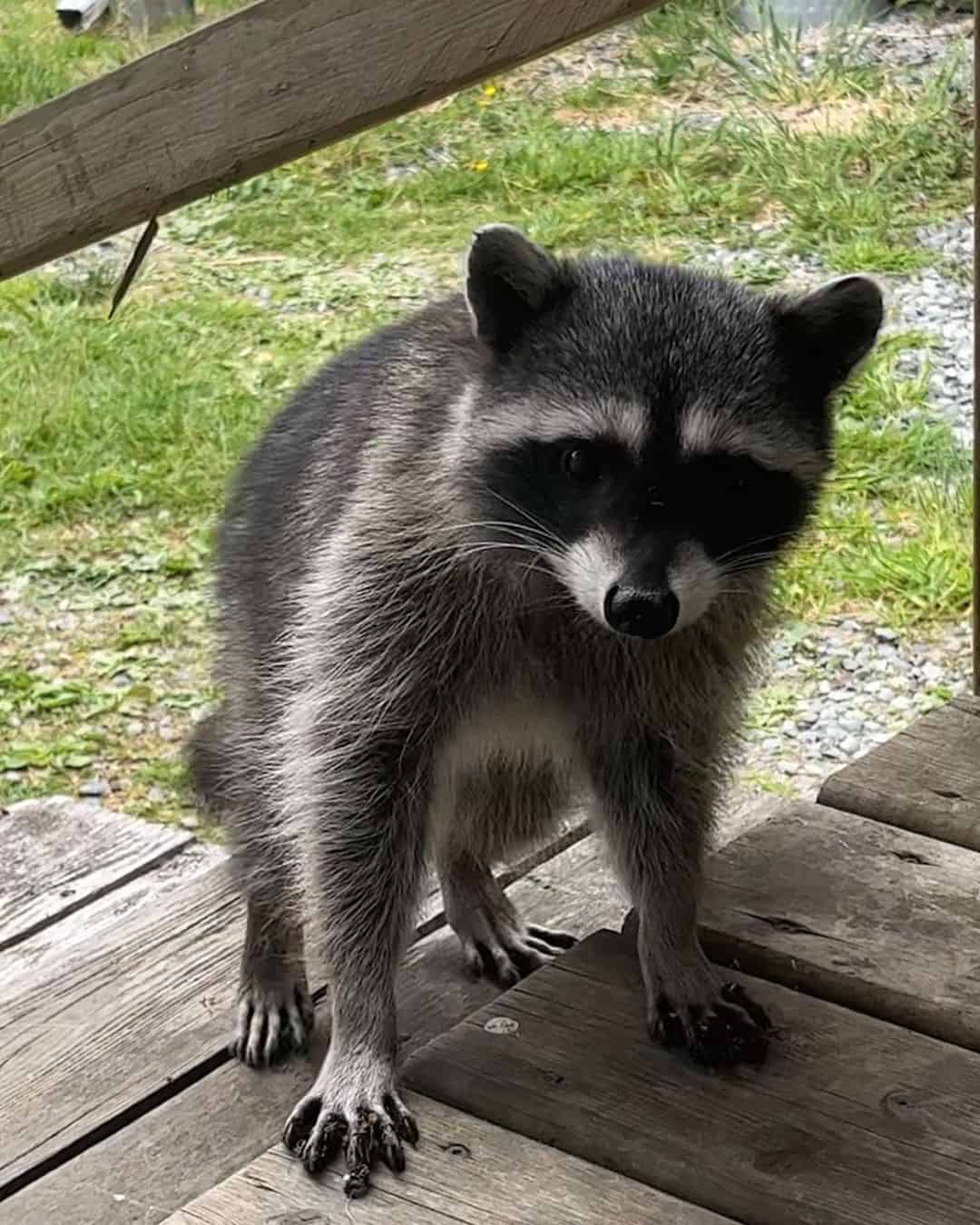 The-Sensitive-Paws-of-Raccoons1