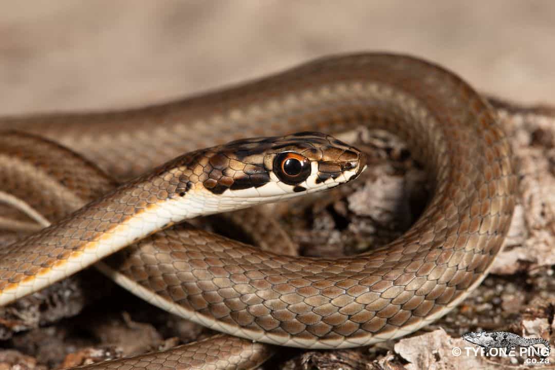 Types of Snakes That Produce Sounds and Noises 1