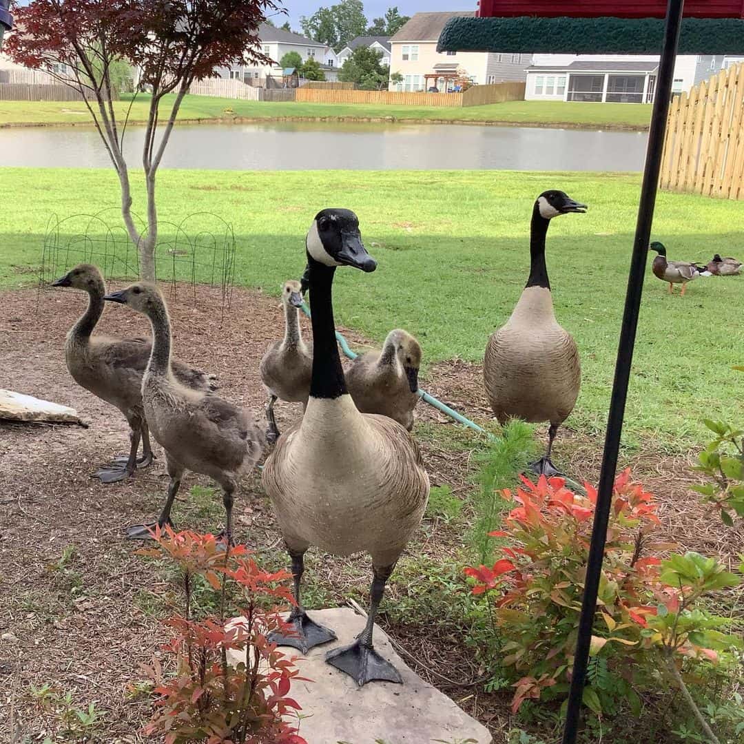 Use-Sound-to-Scare-Aware-the-Geese1