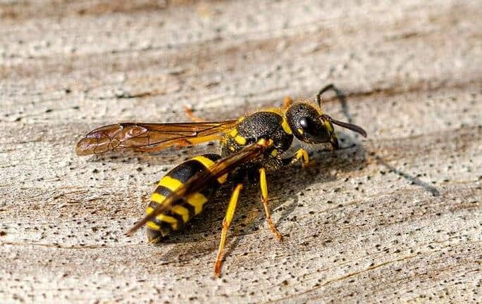 Wasps 1