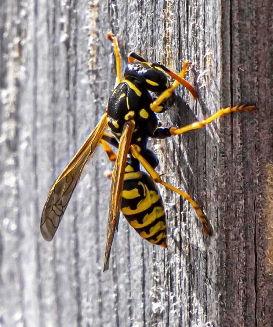 Wasps And Hornets 1