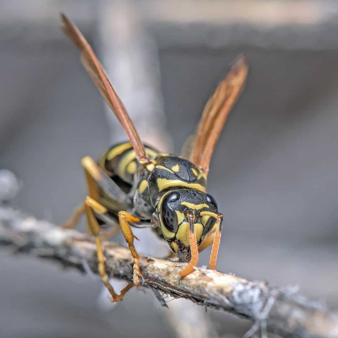 Wasps and Hornets1