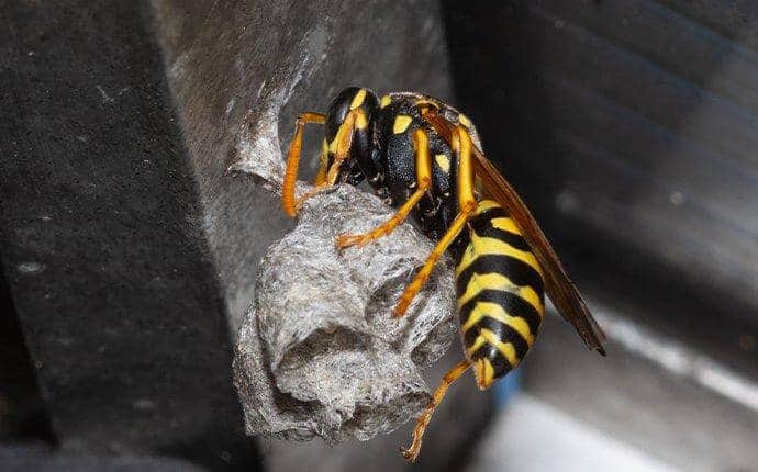 Wasps1