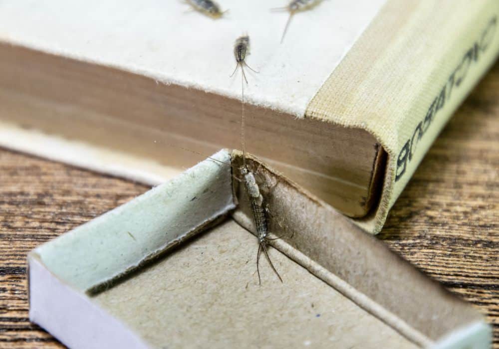What Are the Signs of a Silverfish Infestation?1