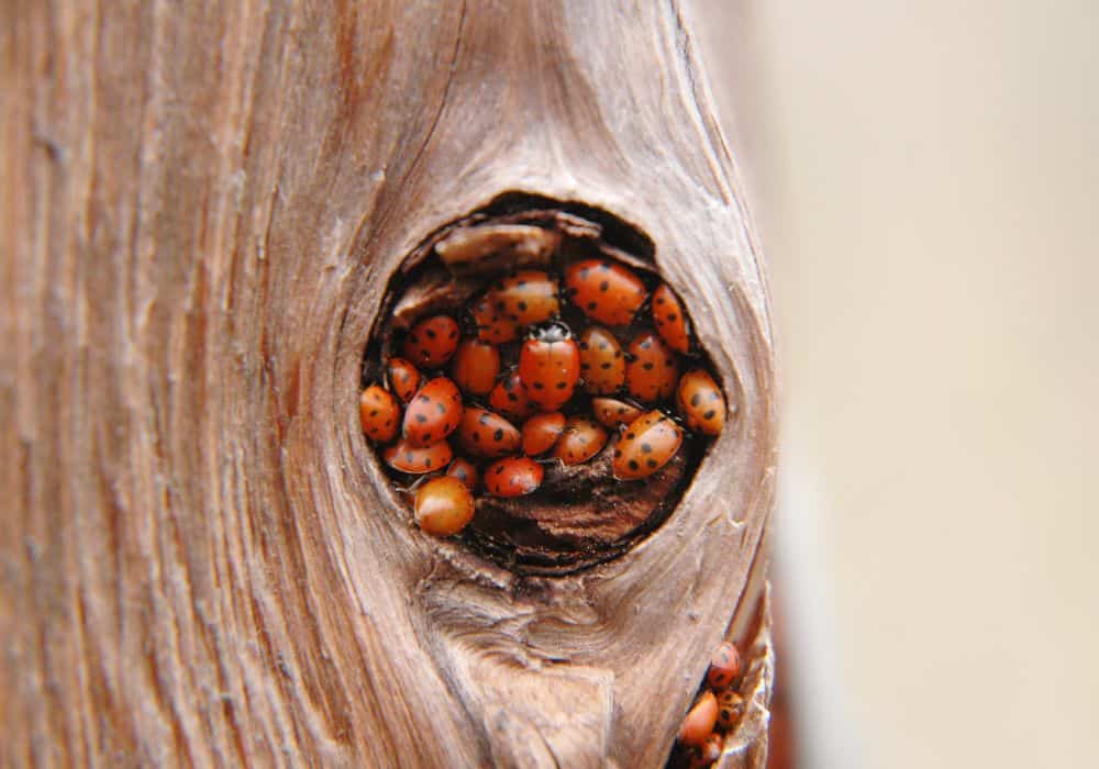 What Causes a Ladybug Infestation?1