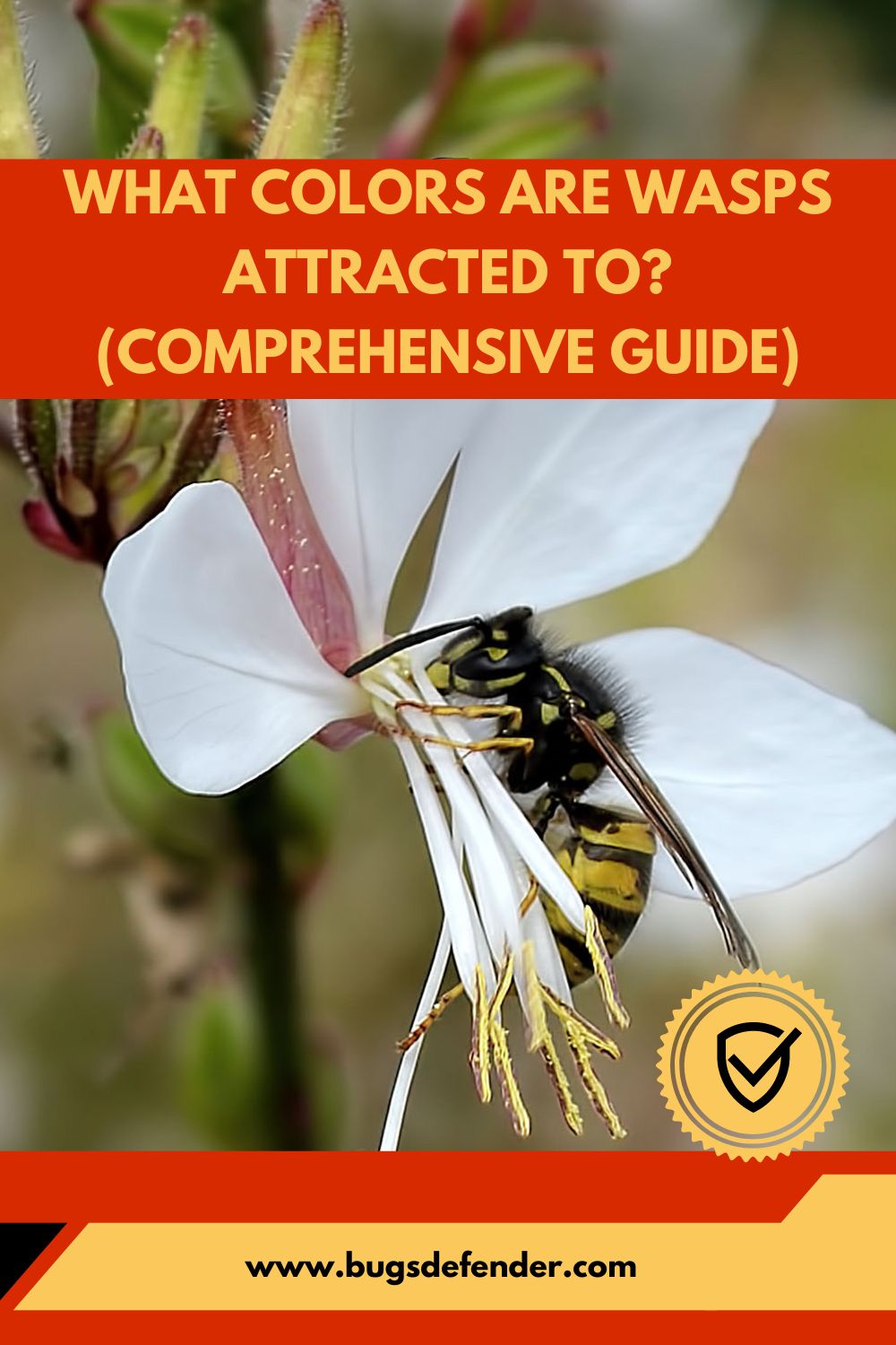What Colors Are Wasps Attracted To? (Comprehensive Guide) pin2